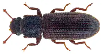 Endeitoma orientalis