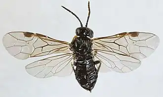 Endelomyia aethiops