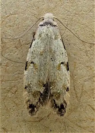 Endophthora pallacopis