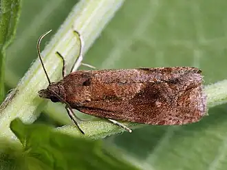 Andoornkuifbladroller