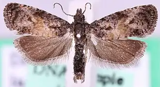 Donkere kuifbladroller