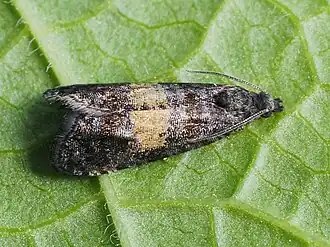 Donkere kuifbladroller