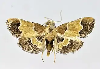 Endotricha luteogrisalis