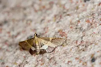 Endotricha metacuralis