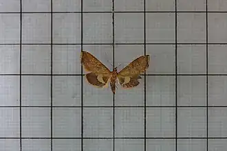 Endotricha olivacealis