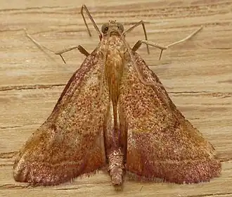 Endotricha pyrosalis