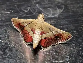 Endotricha repandalis