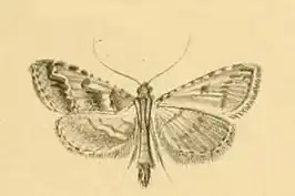 Endotricha rogenhoferi