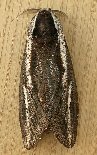 Endoxyla leucomochla