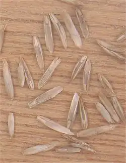 Graanvrucht met kafjes van Engels raaigras