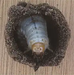 Larve in de popkamer