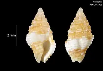 Engina albocincta