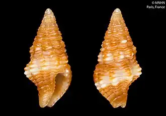 Engina mandarinoides