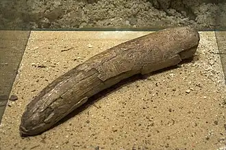 mammoetslagtand met gravering van vrouwelijke figuur