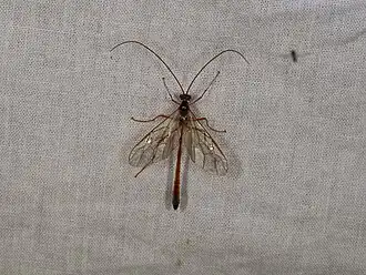 Enicospilus combustus