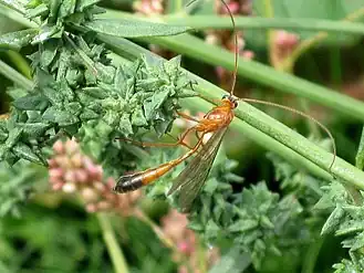 Enicospilus ramidulus