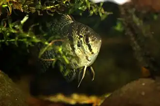 Enneacanthus chaetodon