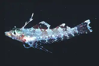 Enneapterygius mirabilis