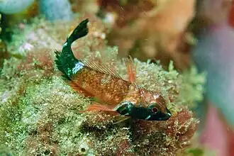 Enneapterygius rufopileus