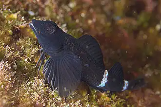 Enneapterygius etheostomus