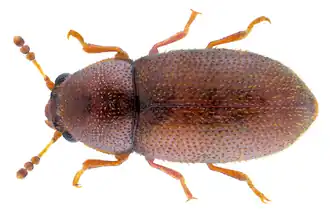 Ennearthron cornutum