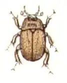 Enochrus testaceus