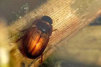 Enochrus testaceus