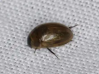 Enochrus melanocephalus