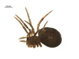 Enoplognatha intrepida