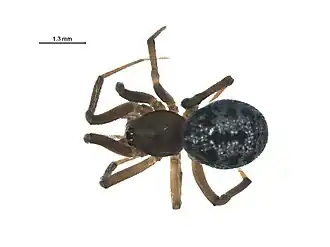 Enoplognatha wyuta