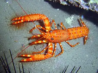 Enoplometopus antillensis