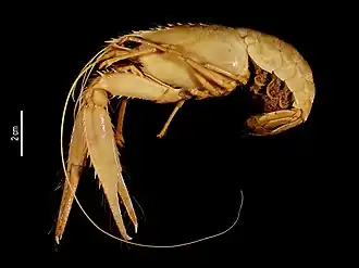 Enoplometopus macrodontus