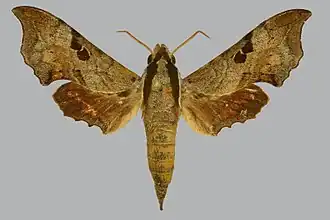 Enpinanga assamensis