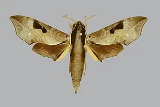 Enpinanga borneensis