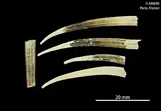 Entalinopsis intercostata