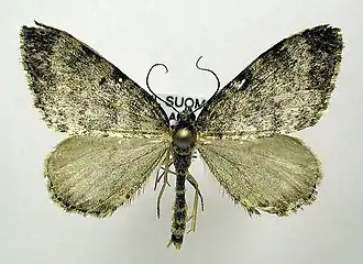 Entephria nobiliaria