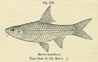 Barbus afrohamiltoni