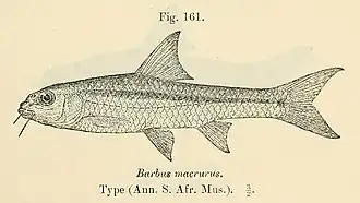 Barbus unitaeniatus