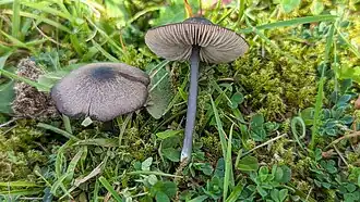 Blauwplaatstaalsteeltje