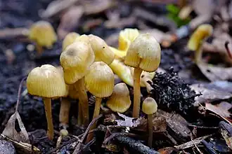 Citroengele satijnzwam