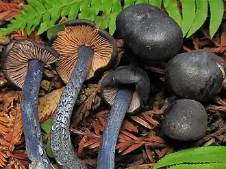 Entoloma subcarneum