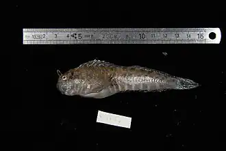 Entomacrodus epalzeocheilos