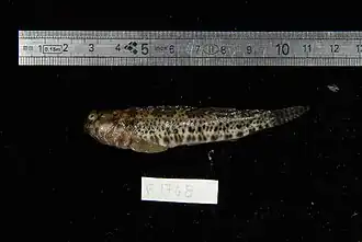 Entomacrodus striatus