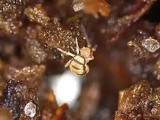 Entomobrya corticalis