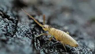 Entomobrya lanuginosa