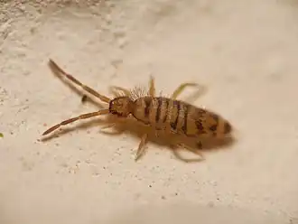 Entomobrya multifasciata