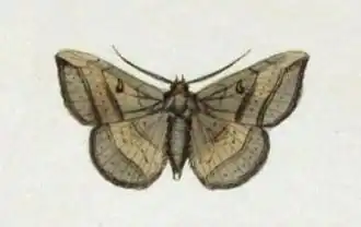 Entomogramma