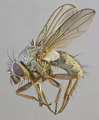 Entomophaga nigrohalterata