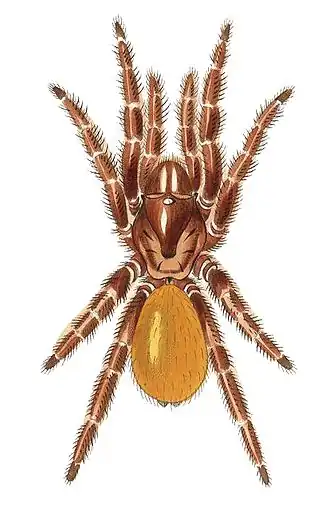 Entychides aurantiacus