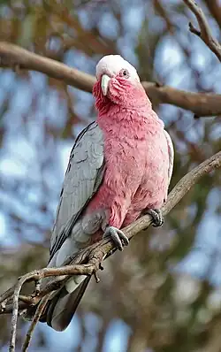 Roze kaketoe op Tasmanië (Eolophus roseicapilla)